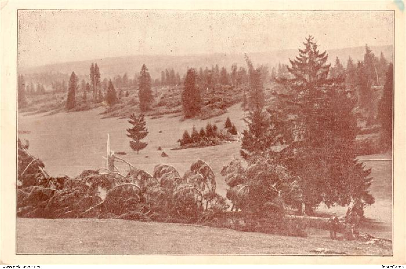 Les Breuleux JU Le Cyclone du 12 Juin 1926 Région des Franches-Montagnes Forêt