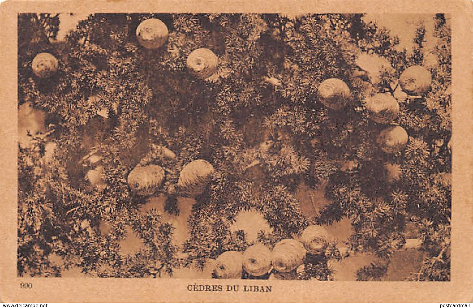Liban - Cèdres du Liban - Ed. Sarrafian Bros. 990