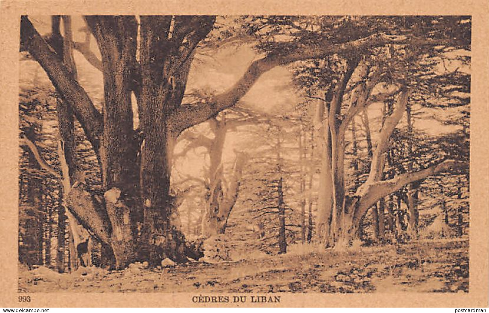 Liban - Cèdres du Liban - Ed. Sarrafian Bros. 993