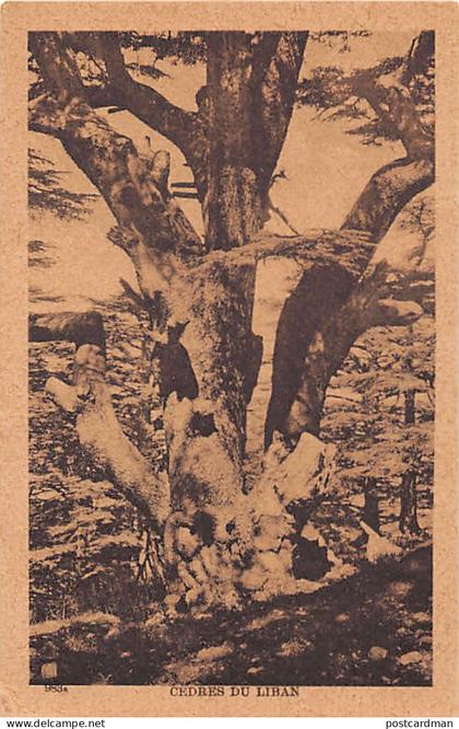Liban - Cèdres du Liban - Ed. Sarrafian Bros. 983a