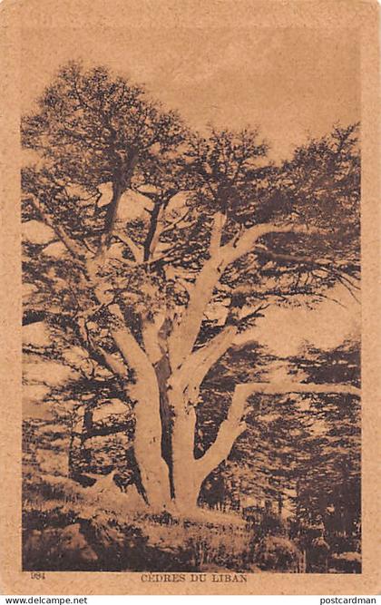 Liban - Cèdres du Liban - Ed. Sarrafian Bros. 984