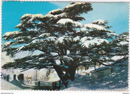 LIBANO - LEBANON - THE CEDARS OF LEBANON - NEVE - NEVICATA - VIAGG. 1967 -82223-