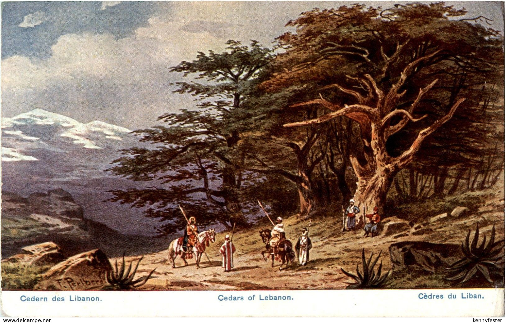 Libanon - Cedern