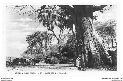 BEUP8-0636-LIBYE - MANSURA - baobab