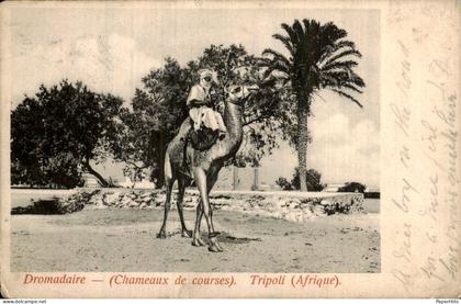 Libië Libya - Tripoli - Dromadaire (Chameaux de courses)