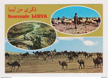 Libya Libyen Libia Libye Native Scene Camels, Shepherd Vintage Photo Postcard RPPc CPA (51086)