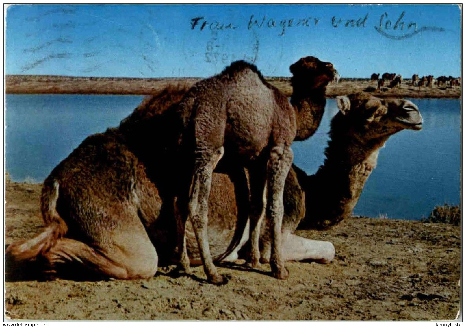 Libya - The camels