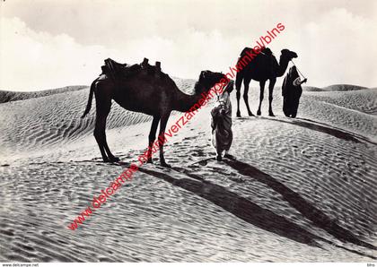Tripoli - Cammellieri nel deserto - Libie Libya
