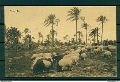 Libye ca. 1910 - Carte postale "pâturage"