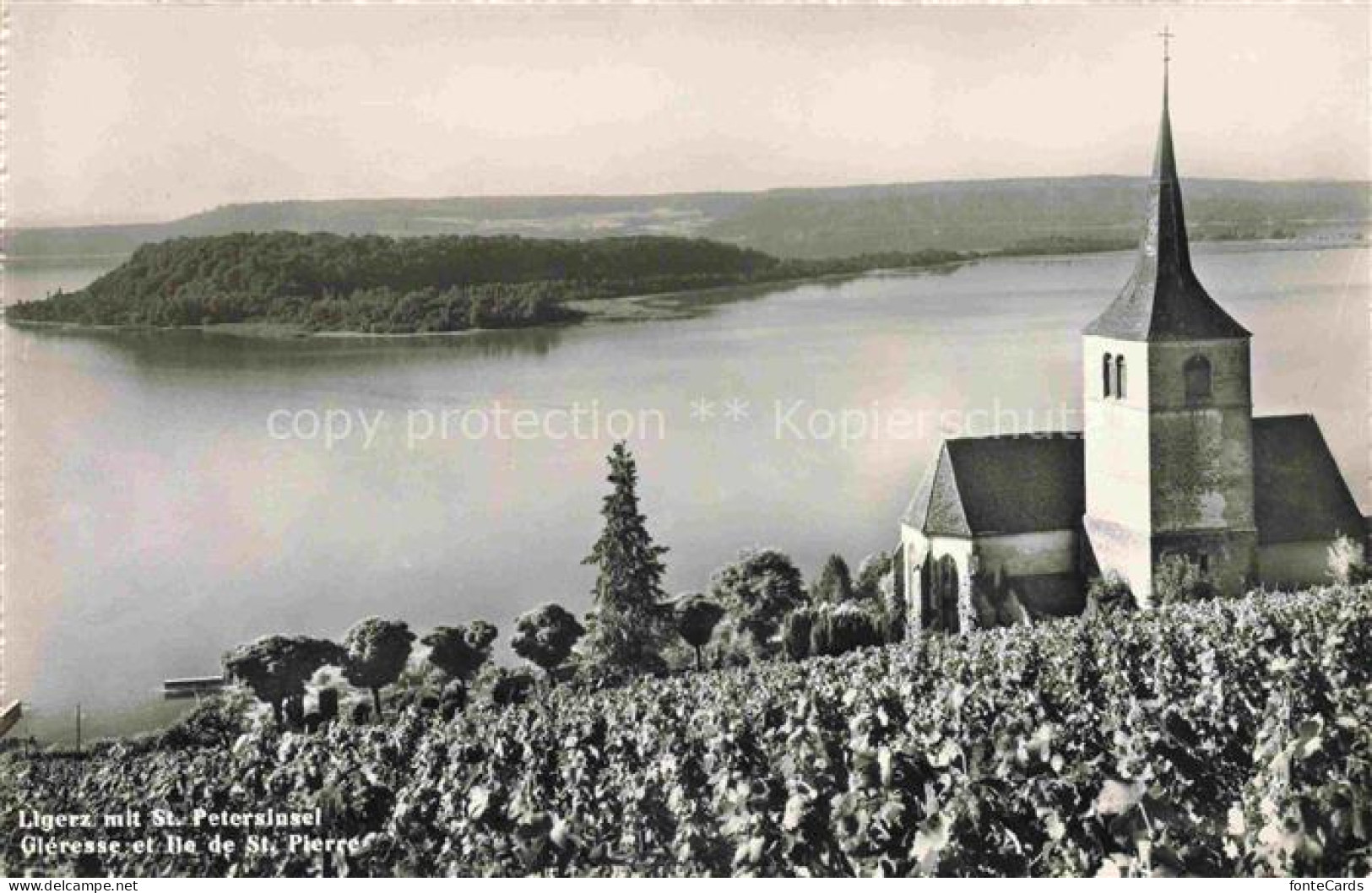 Ligerz Bielersee BE Panorama Blick auf St. Petersinsel Bielersee Kirche