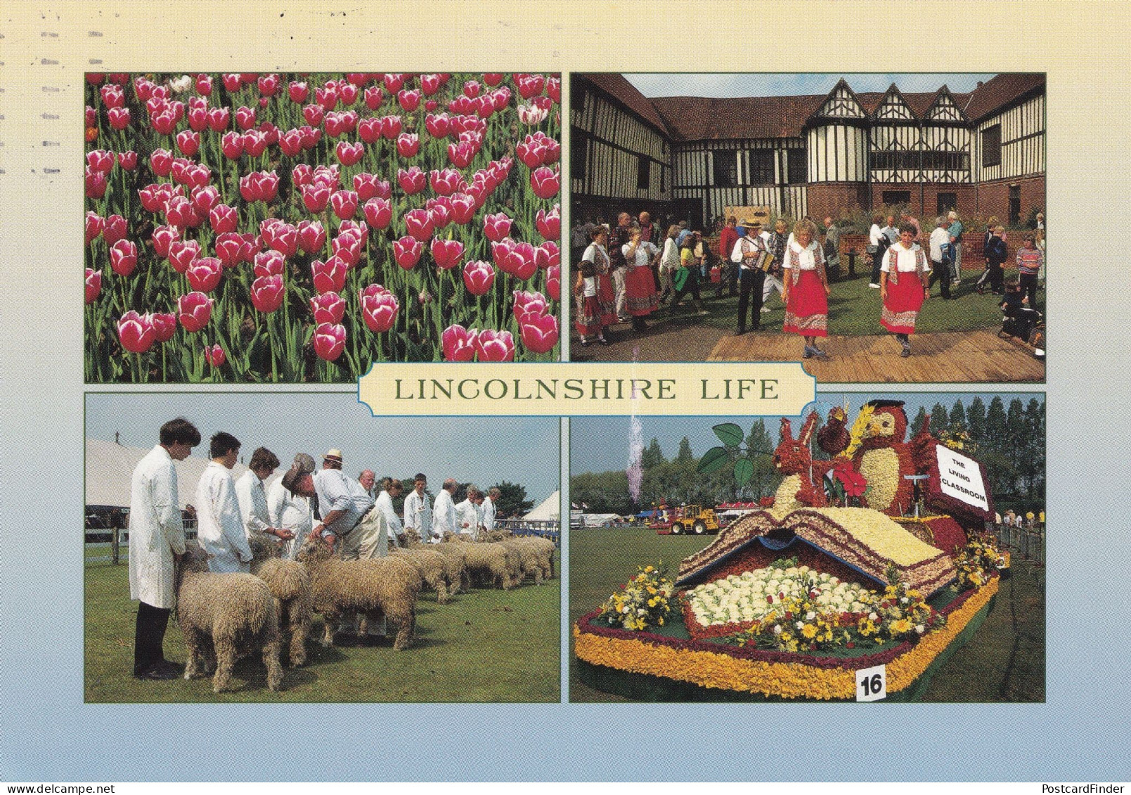 Lincolnshire Greenwood Fair Sheep Fur Shearing Farmers Postcard