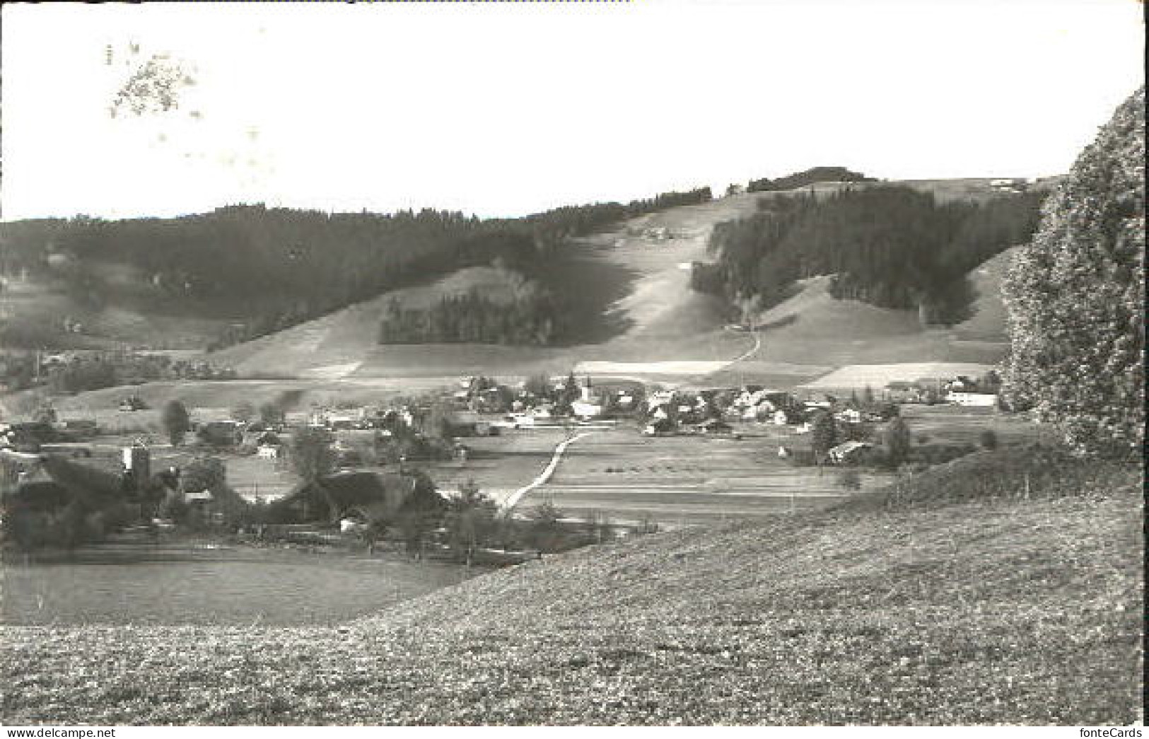 Linden  x 1979
