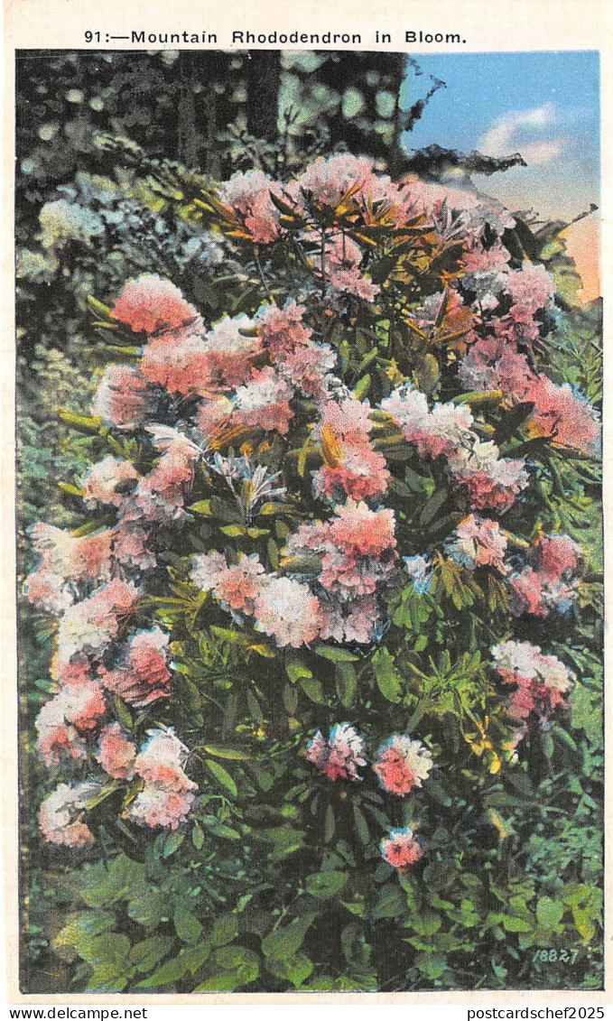 lot 22 mountain rhododdendron in bloom usa asheville