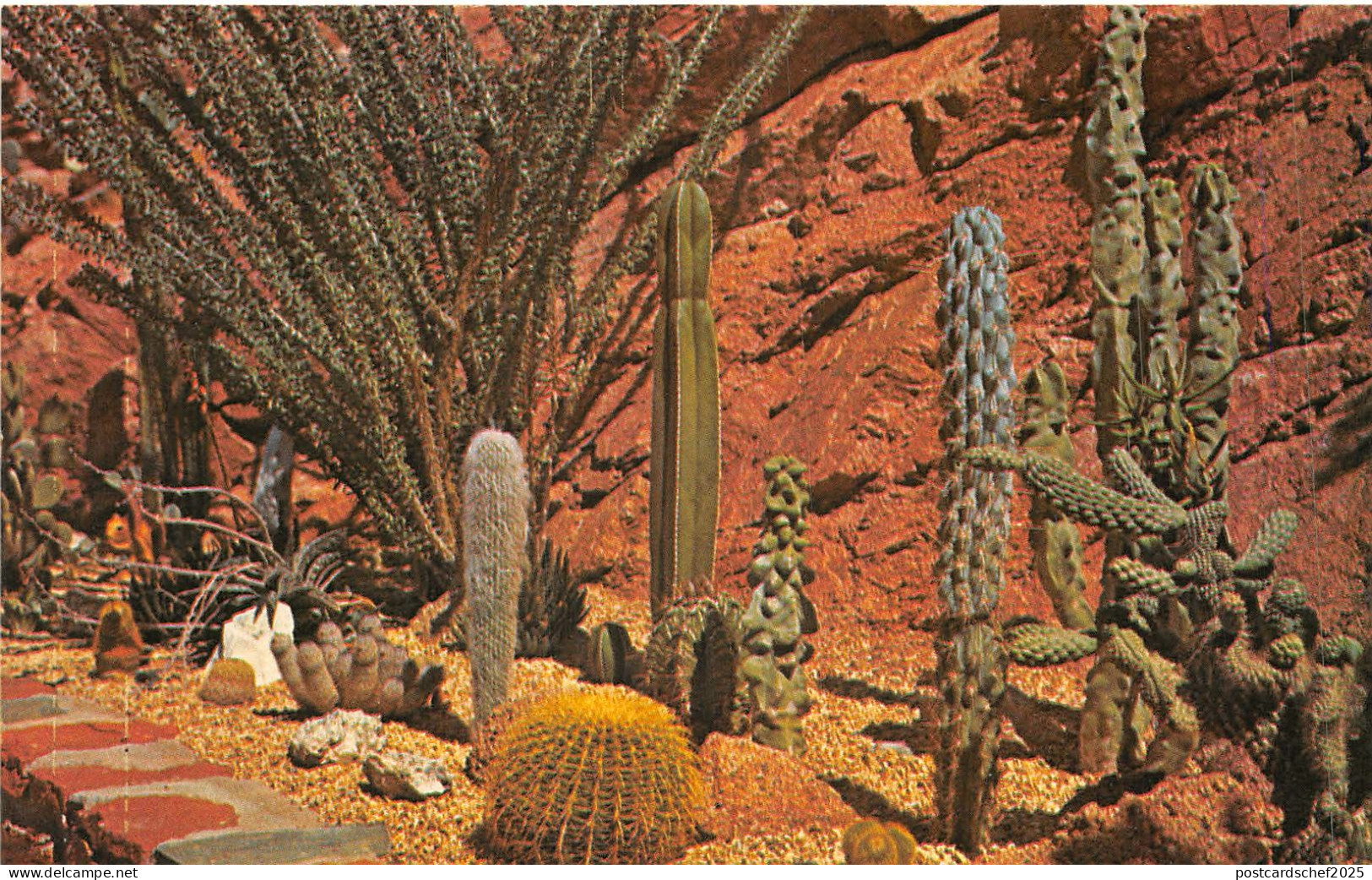 Lot 33 usa rare cactus guard nurseries inc advertising  scottsdale arizona