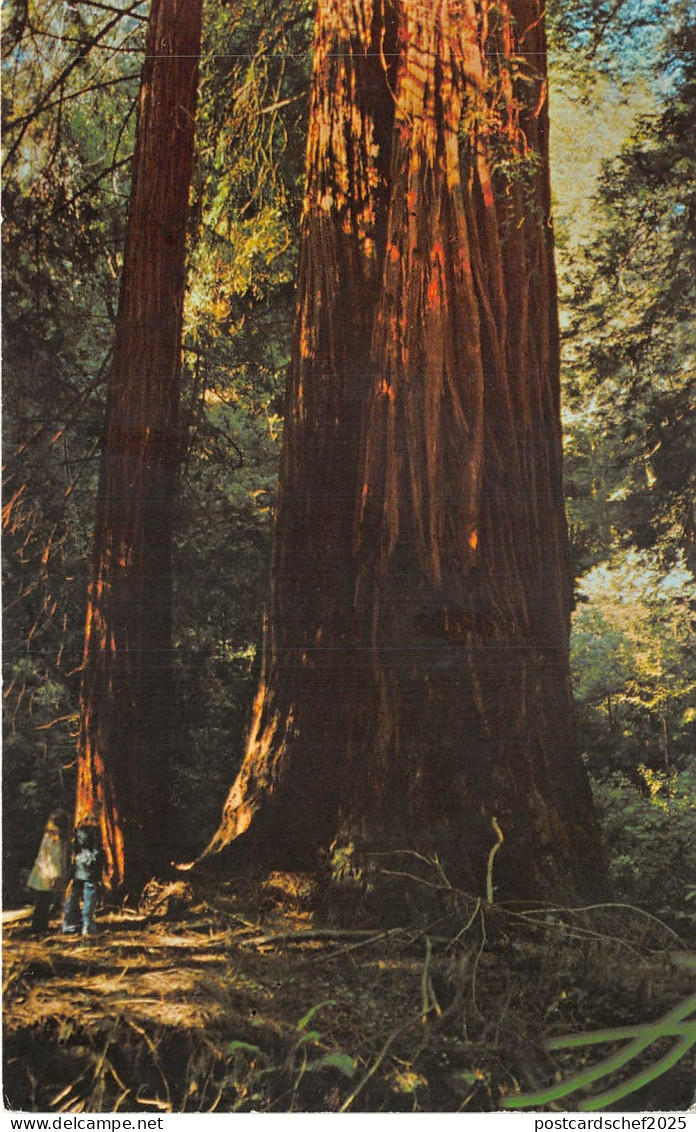 Lot114 usa california muir woods national monument mill valley