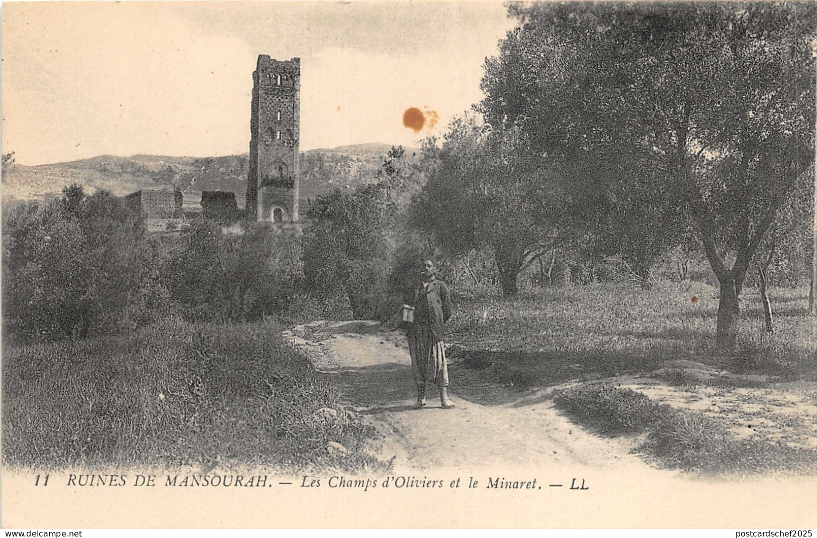 Lot131 africa algeria Mansourah the olive groves and the minaret