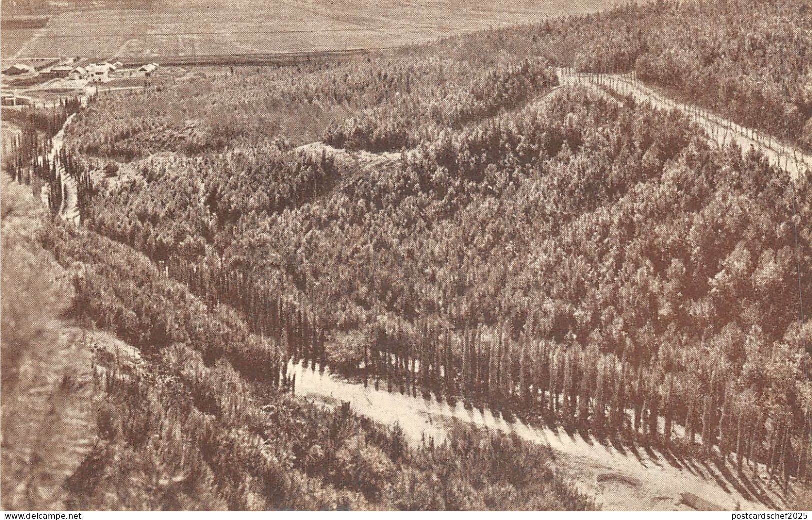 Lot178 palestine balfour forest at ginegar in the plain of jezreel palestina