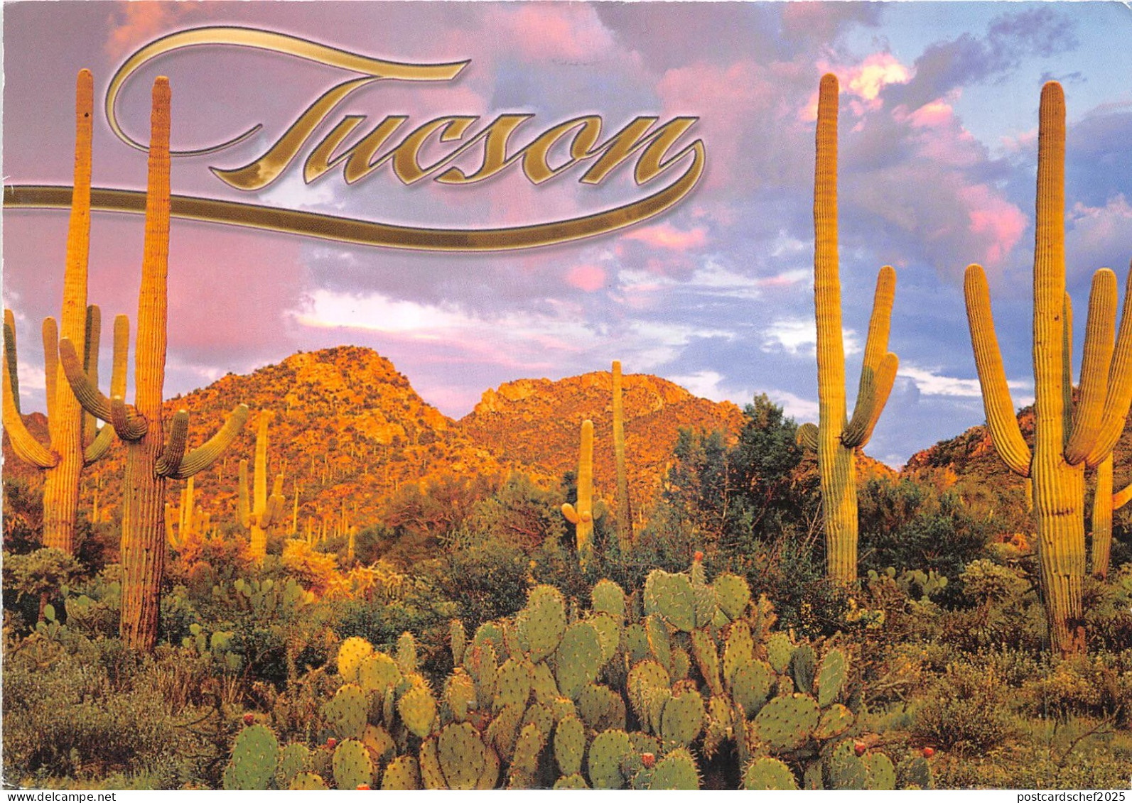 Lot379 usa tucson arizona cactus mt wasson