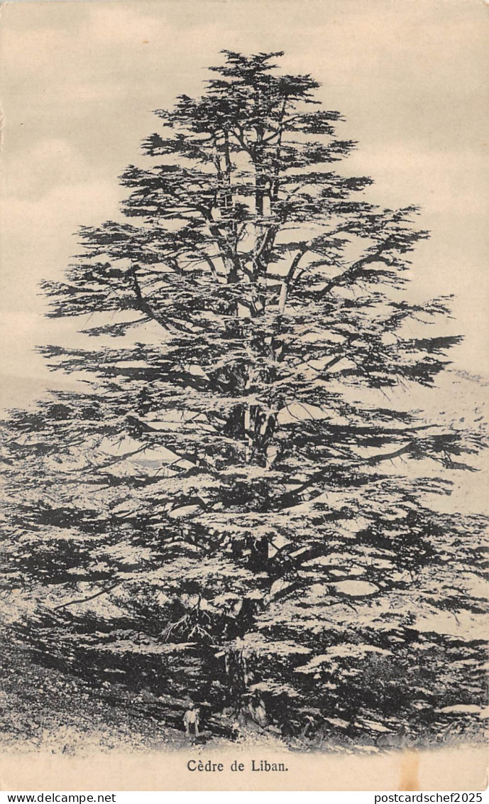 lot405 liban lebanon cedre de liban