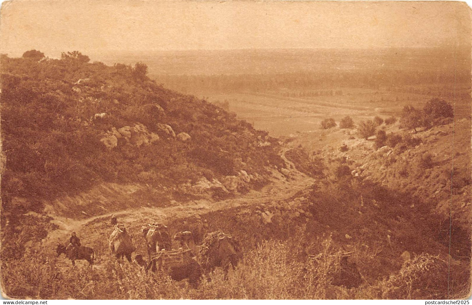 lot407 Palestine Palestina the plain of jezreel israel