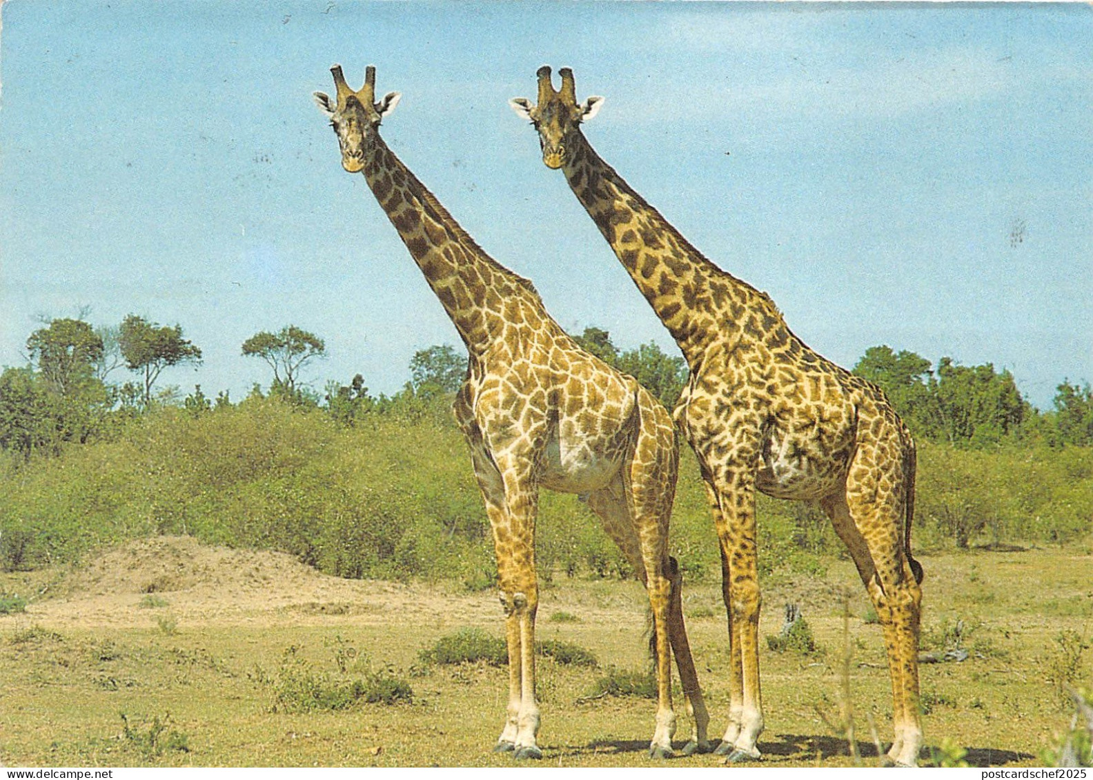 lot410 giraffe africa benin africa