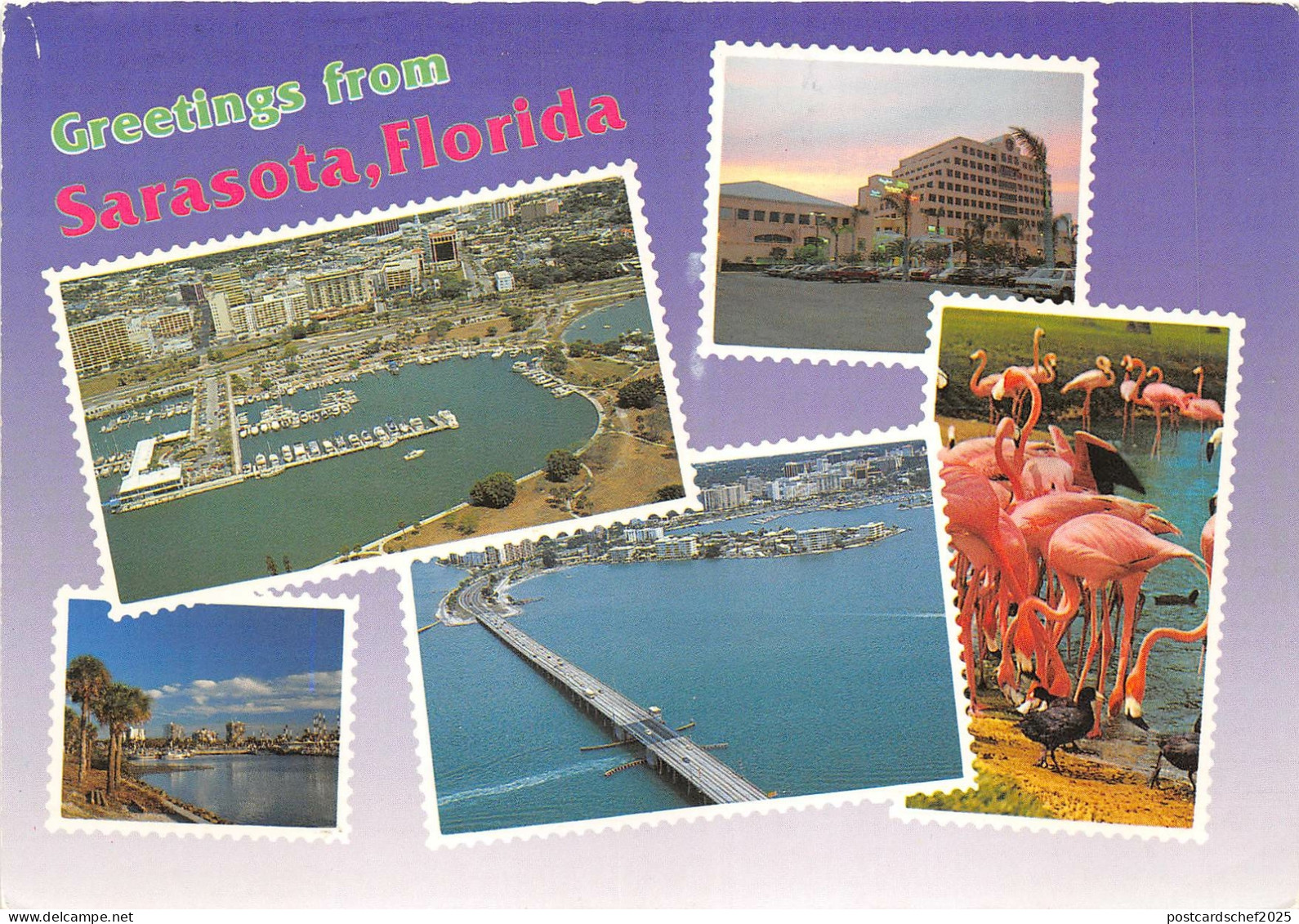 Lot99  usa greetings from sarasota florida flamingo