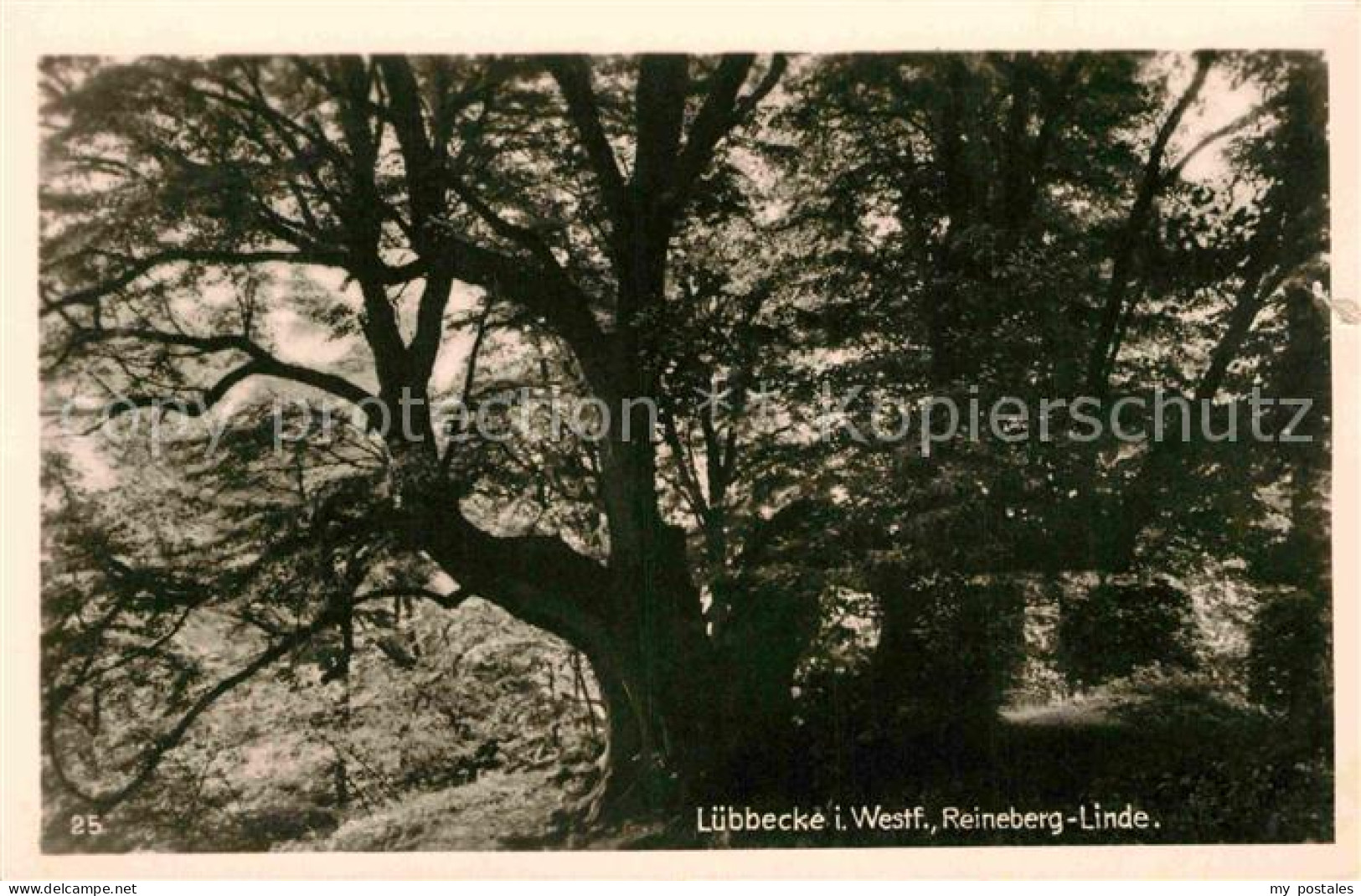 Luebbecke Westfalen Reineberg Linde Natur