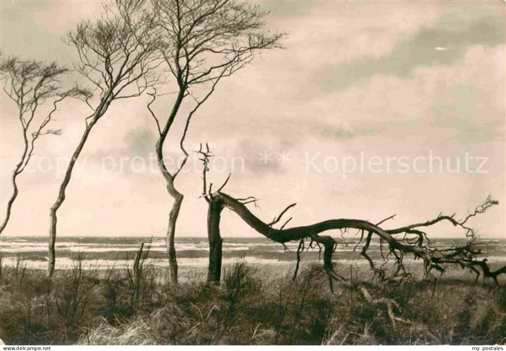 Luebz Strand