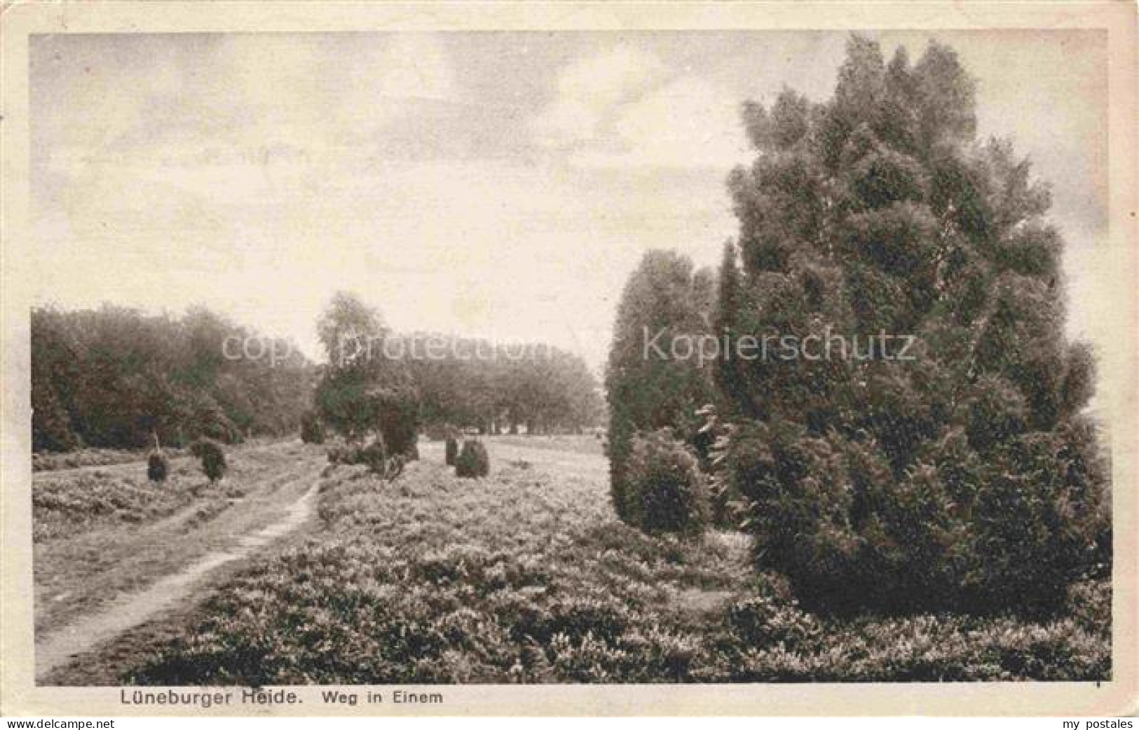 LueNEBURGER HEIDE HAIDE Landschaftspanorama Lueneburger Heide Weg in Einem Feldp