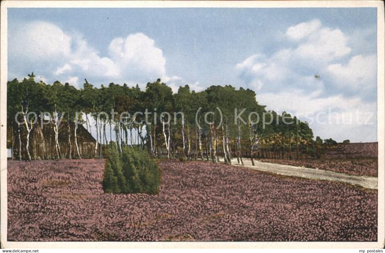 Lueneburger Heide Heidelandschaft