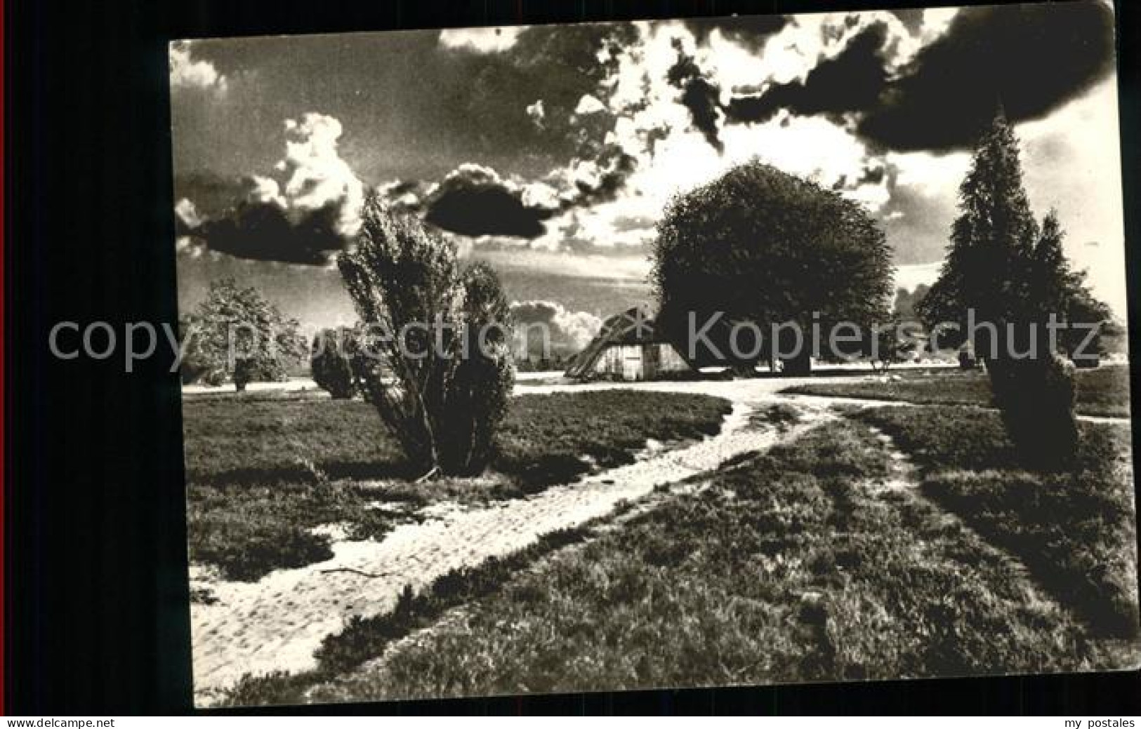 Lueneburger Heide Heidestimmung