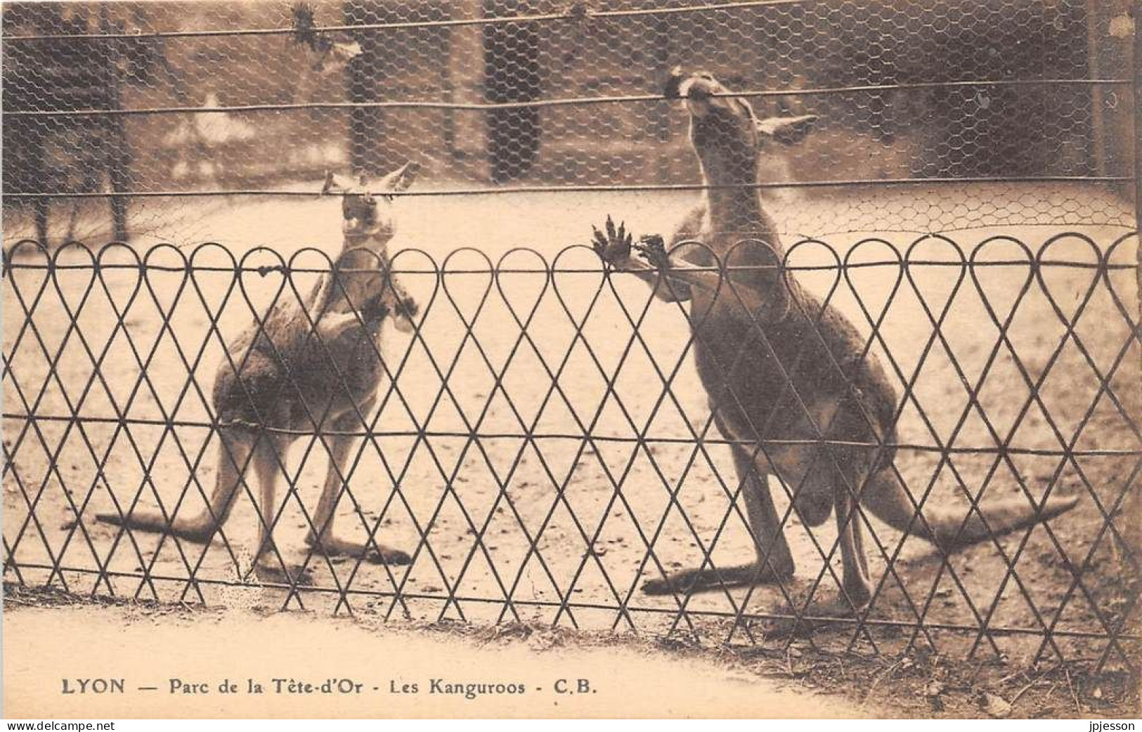 LYON - 6° ARR - PARC DE LA TETE D'OR - LES KANGOUROUS