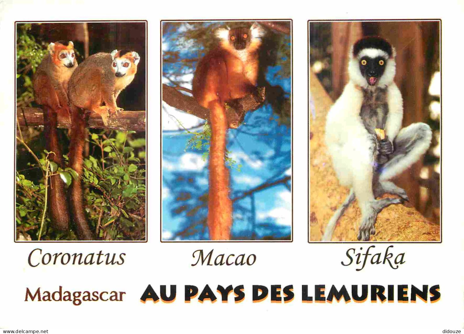 Madagascar - Au Pays des Lémuriens - Multivues - Coronatus - Macao - Sifaka - CPM - Voir Scans Recto-Verso