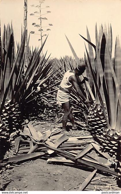 Madagascar - FORT-DAUPHIN - La coupe du sisal à Amboasary - Ed. Stavy 1027