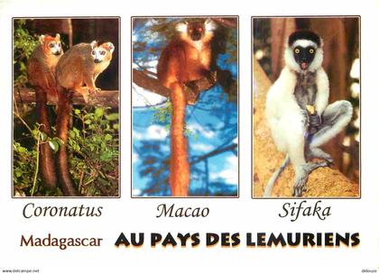 Madagascar - Au Pays des Lémuriens - Multivues - Coronatus - Macao - Sifaka - CPM - Voir Scans Recto-Verso