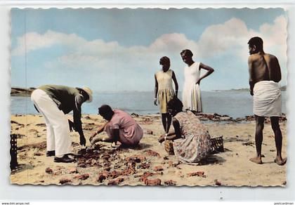Madagascar - FORT DAUPHIN - Le triage des langoustes - Ed. Librairie du Sud 4211