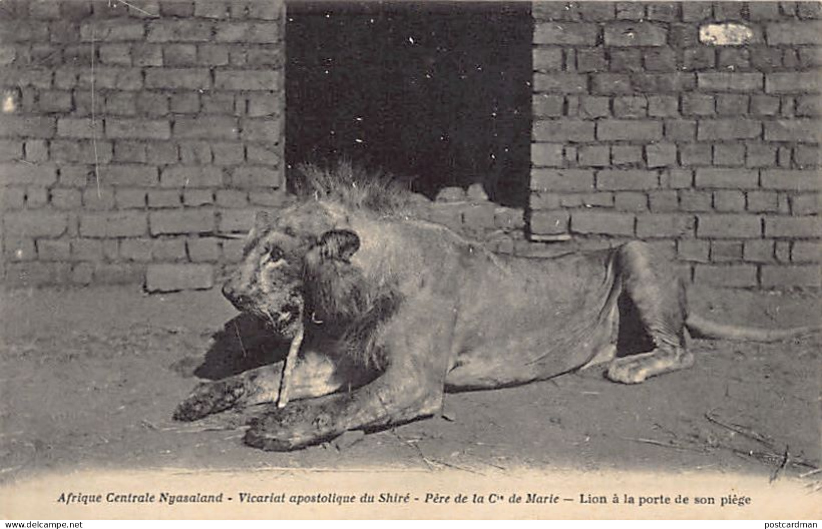 Malawi - Lion - Publ. Company of Mary - Mission du Shiré des Pères Montfortains