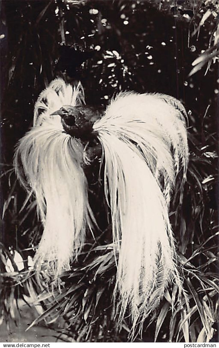 Malaysia - Bird-of-paradise - REAL PHOTO - Publ. unknown