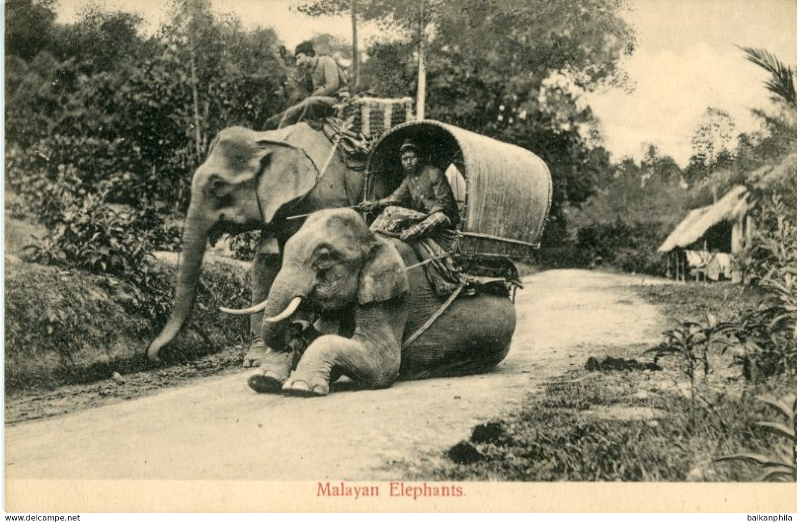 Malaysia Malayan Elephants at work