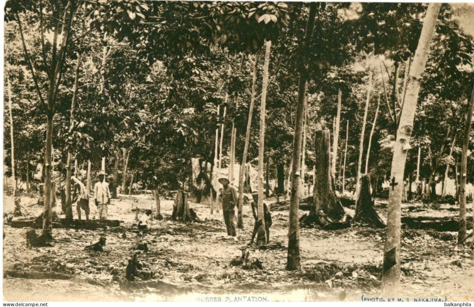 Malaysia Rubber Plantation photo Nakajima