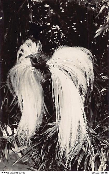 Malaysia - Bird-of-paradise - REAL PHOTO - Publ. unknown