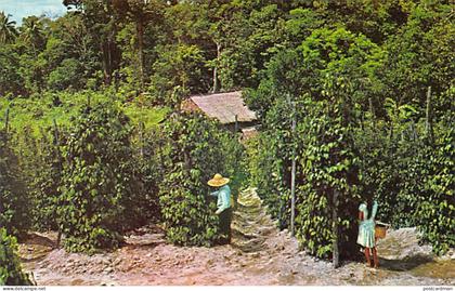 Malaysia - KUCHING Sarawak - Pepper plantation - Publ. K. 816