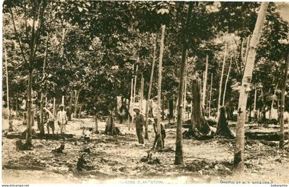 Malaysia Rubber Plantation photo Nakajima