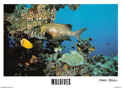 MALDIVES