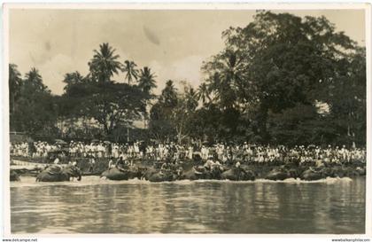 Malaysia Elephants Crossing River photocard