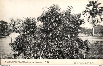 CPA Soudan Francais Un manguier