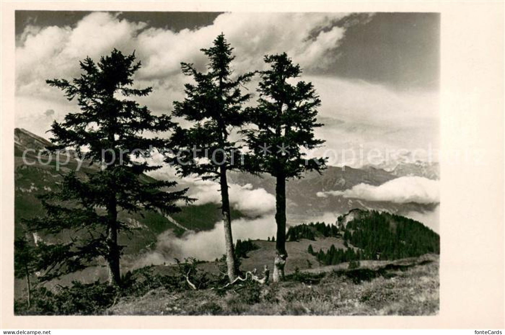 Malix GR Spontiskoepfe