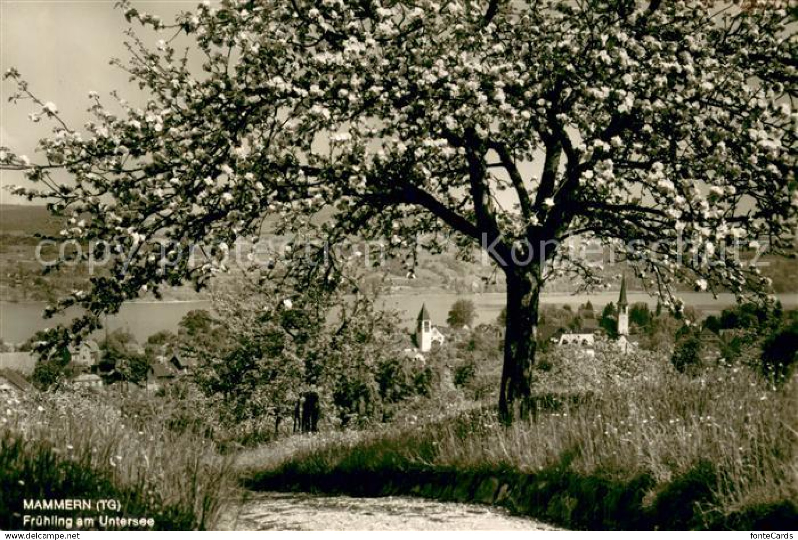 Mammern Kuranstalt Mammern Fruehling am Untersee