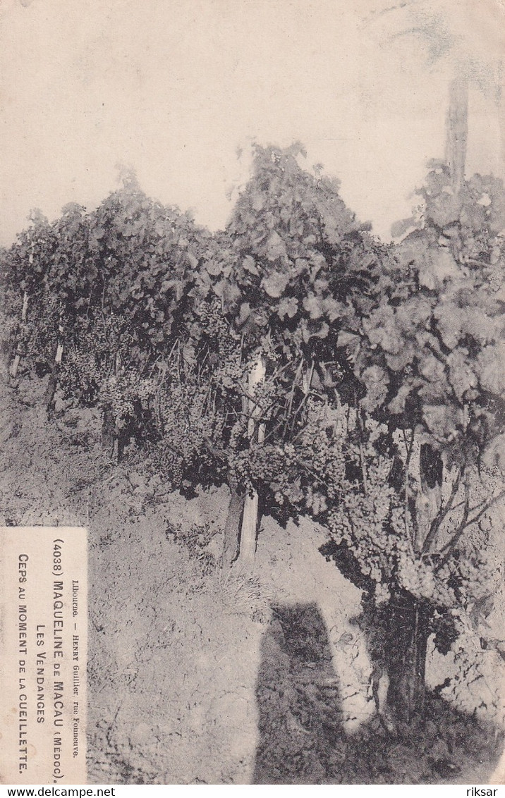 MAQUELINE DE MACAU(VENDANGES)