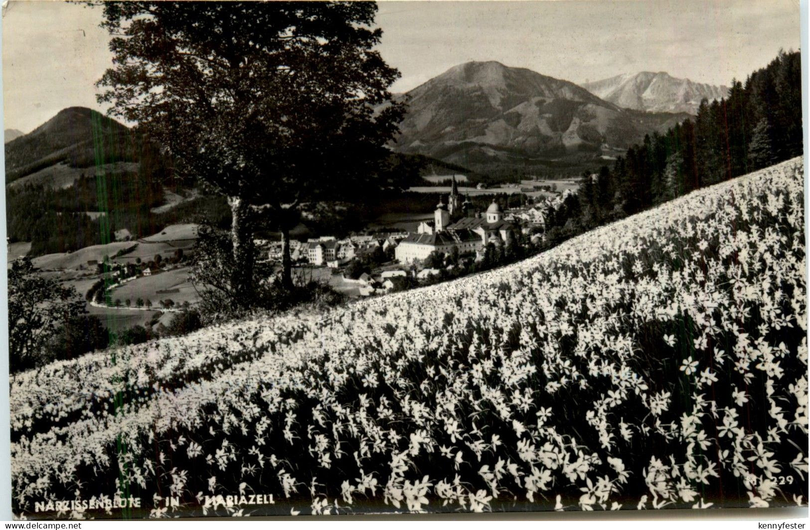 Mariazell/Steiermark - Mariazell, Narzissenblüte